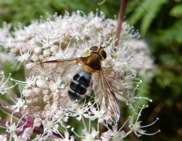 Leucozona glaucia female Copyright: Roger Payne