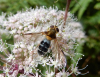 Leucozona glaucia female Copyright: Roger Payne