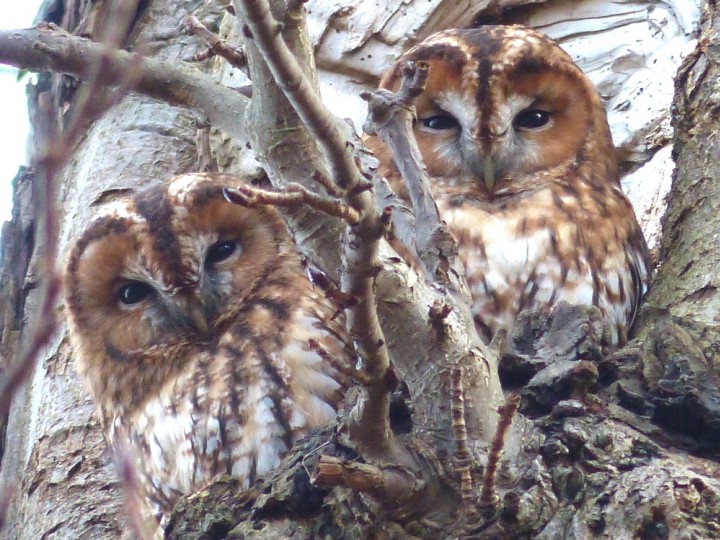 Tawny Owl Copyright: Jeff Martin