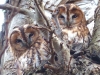 Tawny Owl Copyright: Jeff Martin