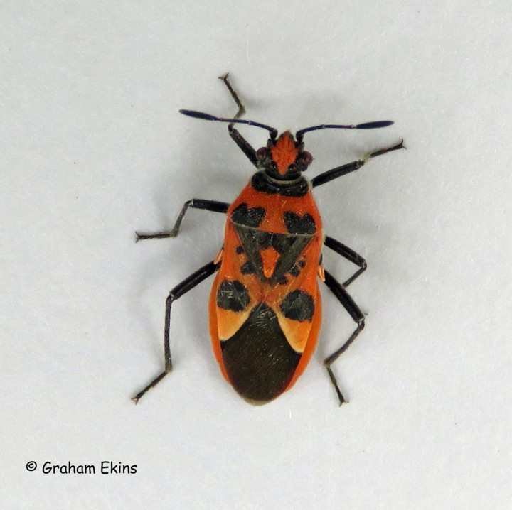 Corizus hyoscyami 3 Copyright: Graham Ekins