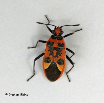 Corizus hyoscyami 3 Copyright: Graham Ekins