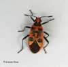 Corizus hyoscyami 3 Copyright: Graham Ekins