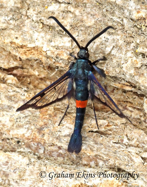 Synanthedon myopaeformis Red-belted Clearwing Copyright: Graham Ekins