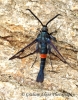 Synanthedon myopaeformis Red-belted Clearwing Copyright: Graham Ekins