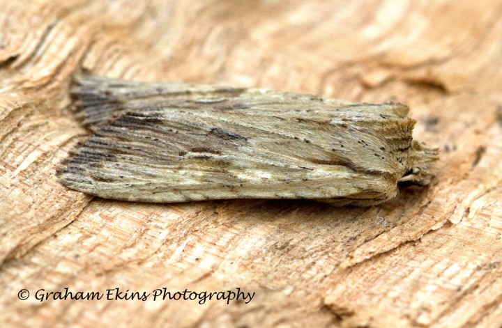 Pale Pinion    Lithophane socia 2 Copyright: Graham Ekins