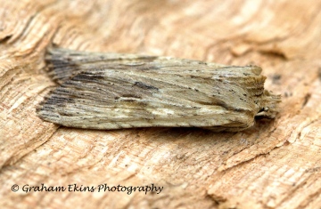 Pale Pinion    Lithophane socia 2 Copyright: Graham Ekins