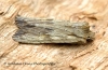 Pale Pinion    Lithophane socia 2 Copyright: Graham Ekins