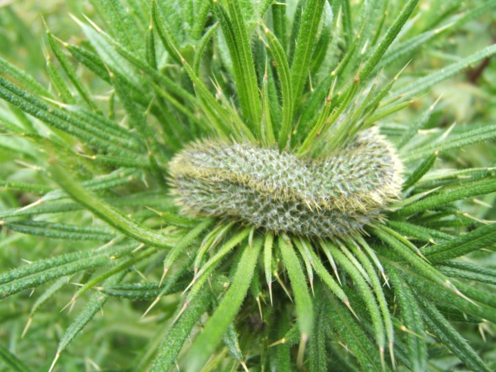 Deformed Thistle (fasciation) Copyright: Peter Pearson