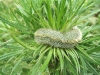 Deformed Thistle (fasciation) 