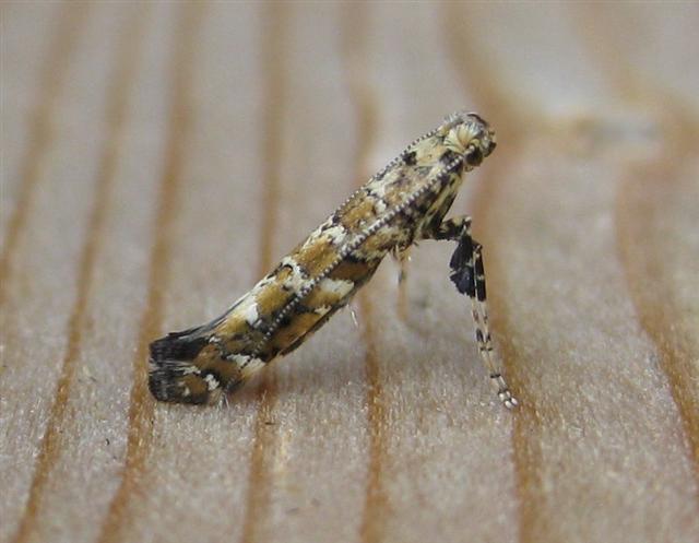 Caloptilia syringella. Copyright: Stephen Rolls