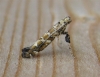 Caloptilia syringella. 