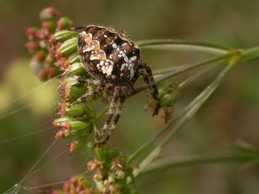 A spider Copyright: Malcolm Riddler