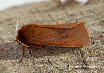 Ruby Tiger  Phragmatobia fuliginosa 1 Copyright: Graham Ekins