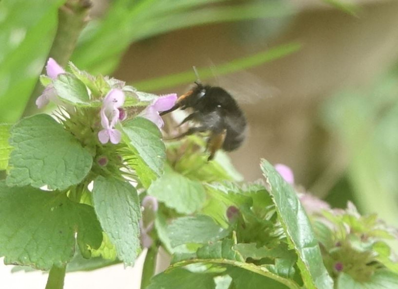 HFFB on red dead nettle Copyright: Peter Squire