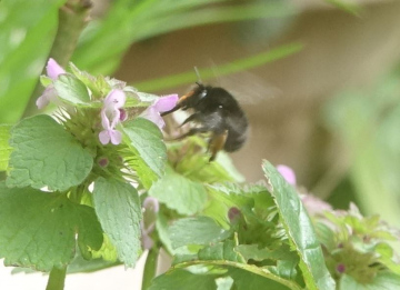 HFFB on red dead nettle Copyright: Peter Squire