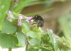 HFFB on red dead nettle Copyright: Peter Squire