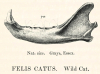 Wild Cat Felis catus jaw Pleistocene Grays 
