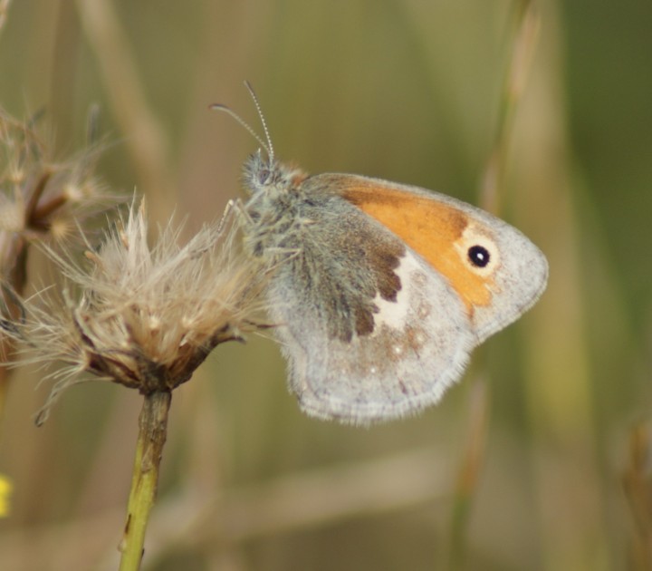 Small Heath Copyright: Robert Smith