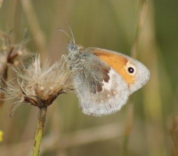 Small Heath Copyright: Robert Smith