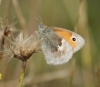 Small Heath Copyright: Robert Smith