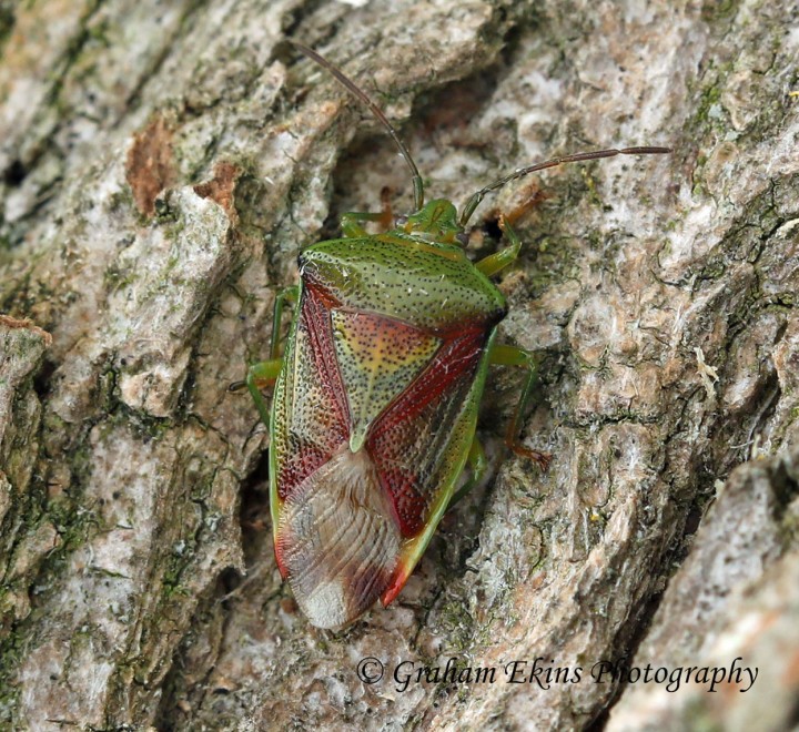 Elasmostethus interstinctus  (Birch Shieldbug) Copyright: Graham Ekins