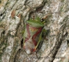 Elasmostethus interstinctus  (Birch Shieldbug)