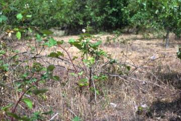 Littlebrook Lakes-drought stressed bramble Copyright: Peter Harvey