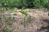 Littlebrook Lakes-drought stressed bramble 