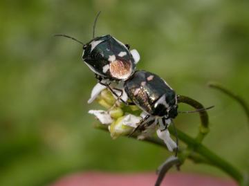 Brassica Bug Copyright: Malcolm Riddler