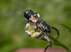 Brassica Bug 