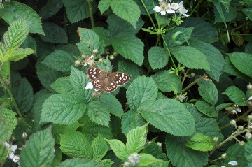 Speckled Wood 2 Copyright: Graham Smith
