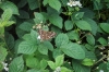 Speckled Wood 2 