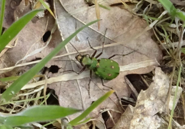 Cicindela campestris - Green tiger Beetle Copyright: Peter Squire