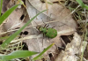 Cicindela campestris - Green tiger Beetle