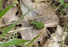 Cicindela campestris - Green tiger Beetle 