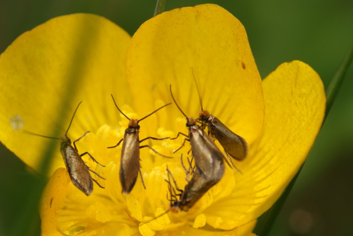 Micropterix calthella on buttercup Copyright: Ben Sale