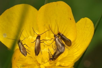 Micropterix calthella on buttercup Copyright: Ben Sale