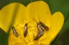 Micropterix calthella on buttercup