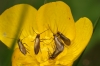 Micropterix calthella on buttercup 