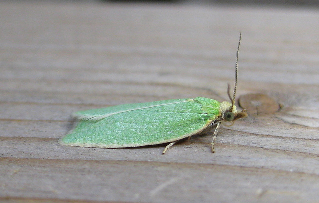 Tortrix viridana Copyright: Stephen Rolls