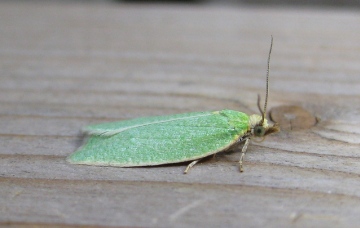 Tortrix viridana Copyright: Stephen Rolls