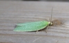 Tortrix viridana