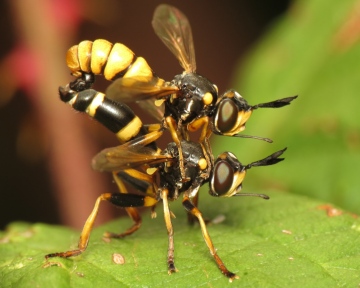 Conops ceriaeformis pair 20180817-4612 Copyright: Phil Collins