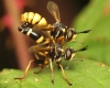 Conops ceriaeformis pair 20180817-4612 Copyright: Phil Collins