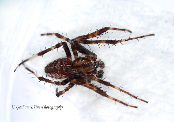 Araneus diadematus 3 Copyright: Graham Ekins