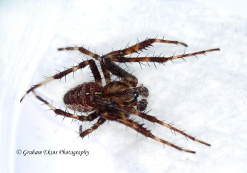 Araneus diadematus 3 Copyright: Graham Ekins