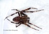 Araneus diadematus 3