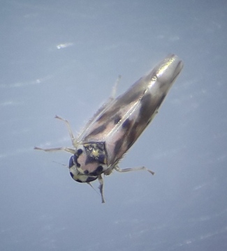 Linnavuoriana decempunctata Copyright: Daniel Blyton