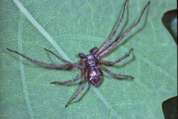 Philodromus aureolus